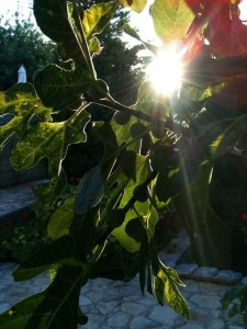 Ripening Figs