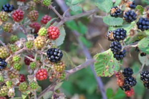 Cretan Blackberries - who would have thought‏