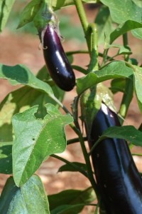 Ripening in the afternoon sun - apologies that even Nikon cannot do justice to the intensity of the colour