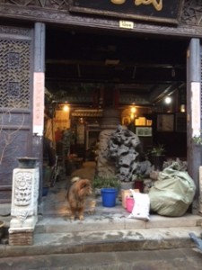 Dog on Duty - Huangshan Old Town