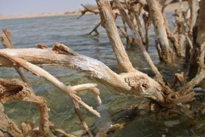 Salt crystallising on the bushes in the water