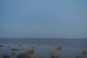 Flock of blurry flamingoes