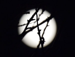 Winter Solstice Moonlight coming through the bare branches of an apple tree