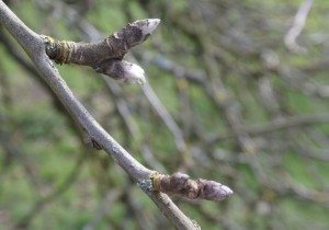 Apple-buds