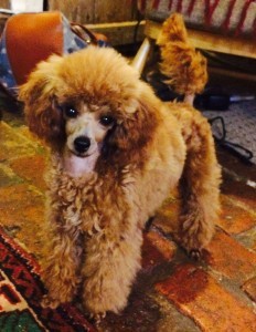 Image of a tiny red coloured toy poodle called Karma gazing at the viewer with her tail held erect ready for play.