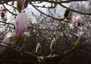 Magnolia-buds