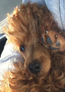 Image of tiny red poodle lying on her back with one paw covering her left eye.