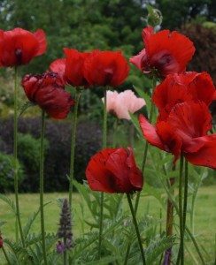 A solitary pink poppy amongst a stand of red poppies