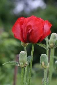 Tall single red poppy as an image of pride in achievement