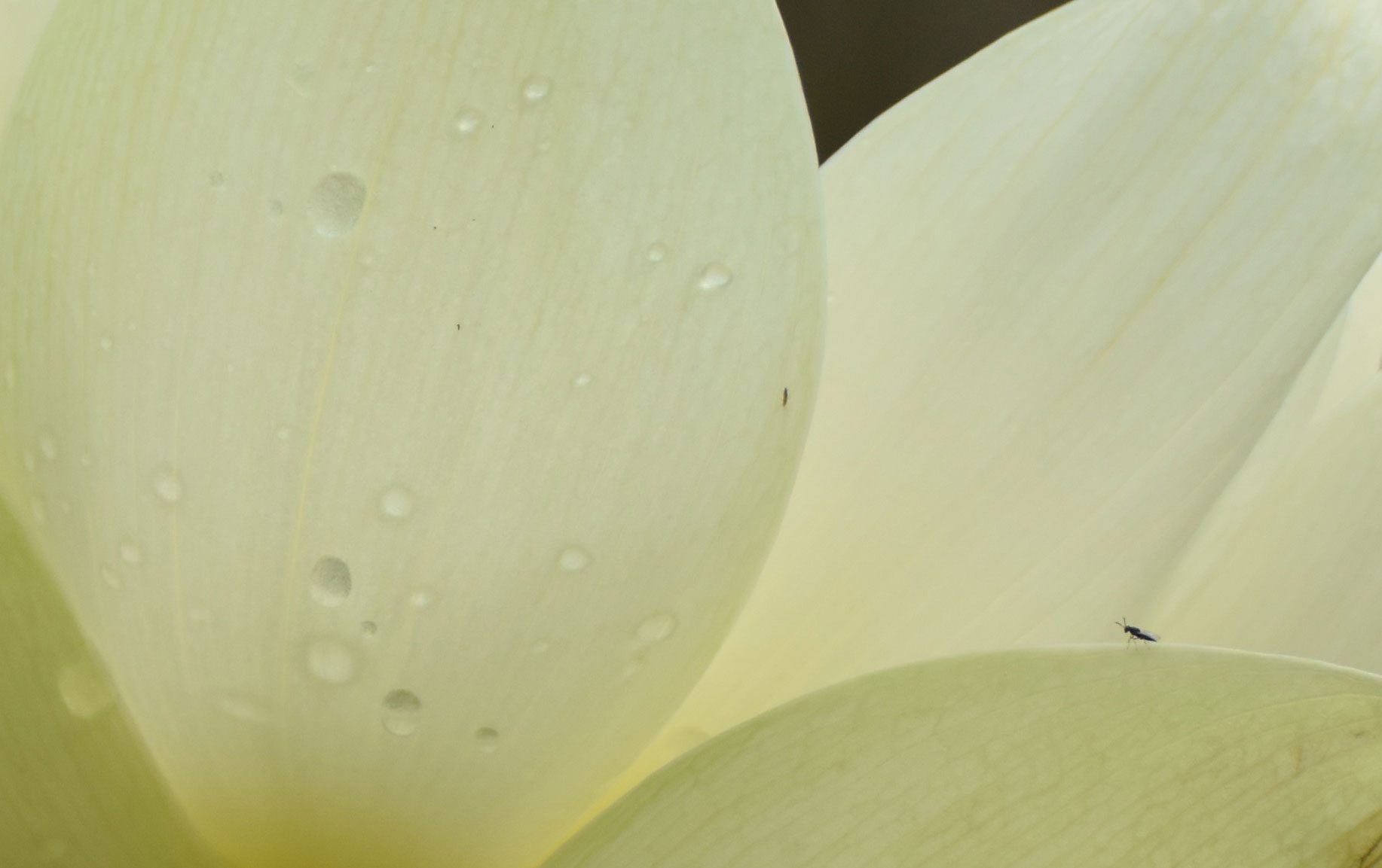 Image of tiny black bug on the cream petals of an open lotus blossom - photo taken by Sharon Ngo, Instructor, Fujian White Crane Kung Fu & Tai Chi Martial Arts