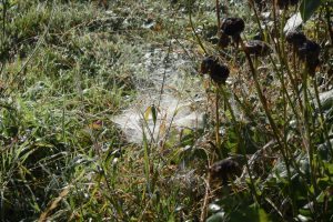 Damp cobwebs on the grass - the spiders have their autumn training in hand