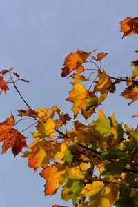 Sunny autumn leaves against a clear blue sky - perfect autumn training weather