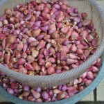 Shallots