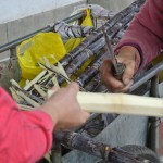 Sugar cane break