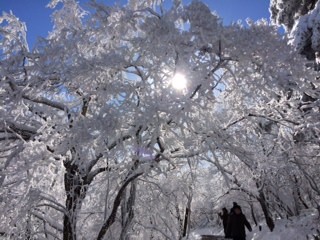 Icicles on tree