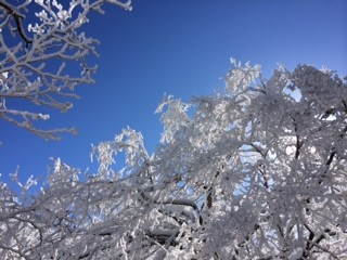 Icicles on tree