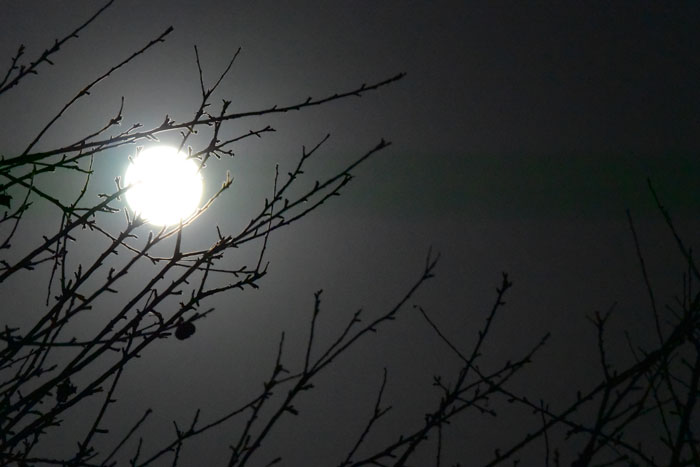 Winter moon shining through bare branches