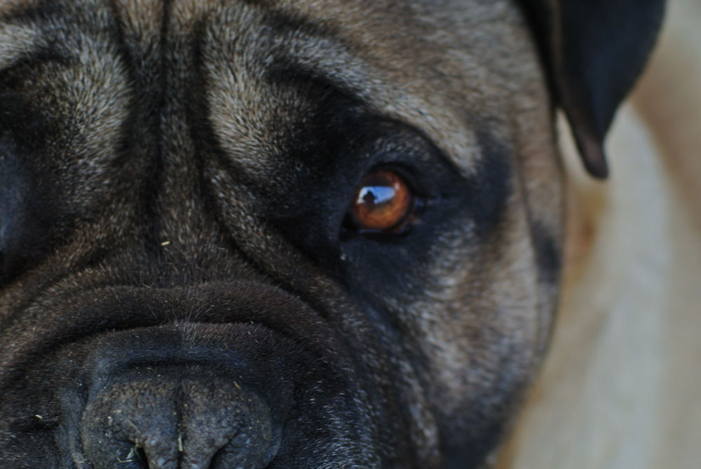 Image of part of the face of an adult male bullmastiff called Thunder, with his left eye gazing a the viewer.