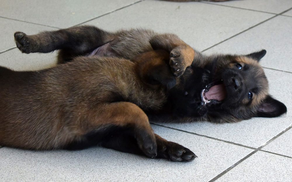 Two young Malinois puppies tussle on the ground - is this sibling rivalry? No, it's normal puppy play.
